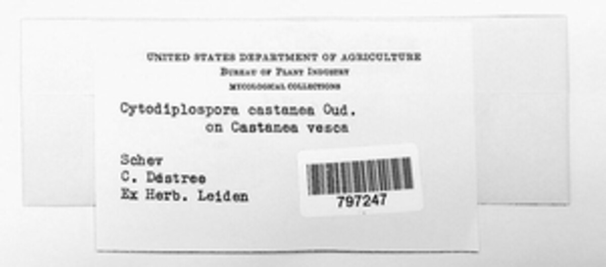 Cytodiplospora castaneae image